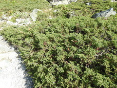 Juniperus communis saxatilis