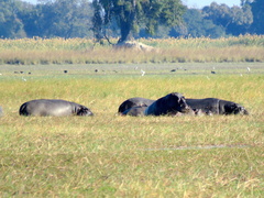 Hippopotamus amphibius