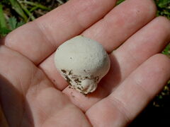 Lycoperdon pratense