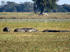Hippopotamus amphibius