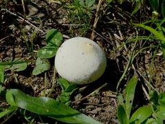 Lycoperdon pratense