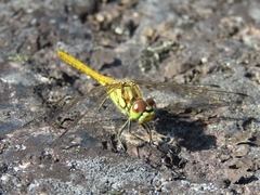 Sympetrum vulgatum
