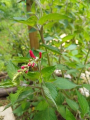 Salvia elegans