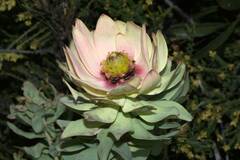 Leucadendron tinctum