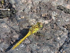 Sympetrum vulgatum