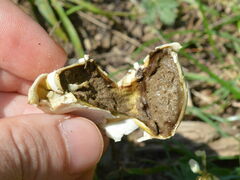 Lycoperdon pratense