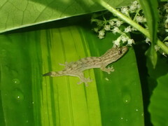 Gekkota