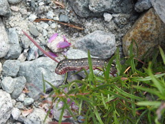 Hyles vespertilio