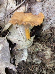 Craterellus ignicolor