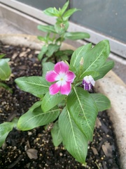 Catharanthus