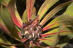 Protea