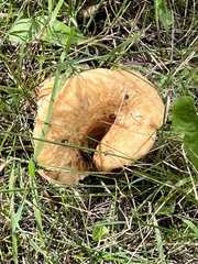 Lactarius pubescens