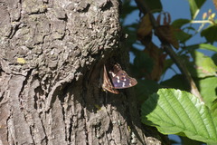 Apatura ilia