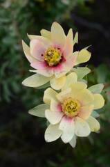 Leucadendron tinctum