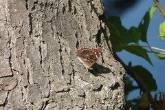 Apatura ilia