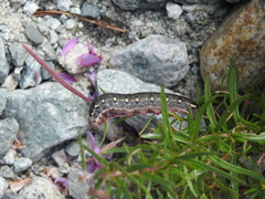 Hyles vespertilio