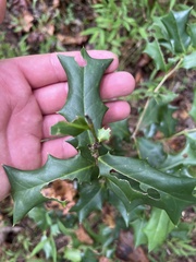Ilex cornuta