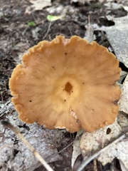 Craterellus ignicolor