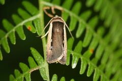 Ochropleura leucogaster