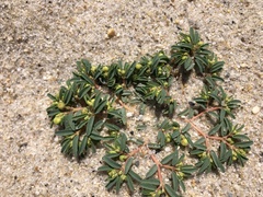 Euphorbia polygonifolia