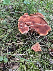 Lactarius camphoratus