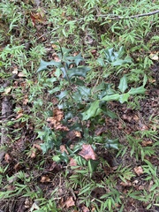 Ilex cornuta
