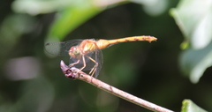 Sympetrum vicinum