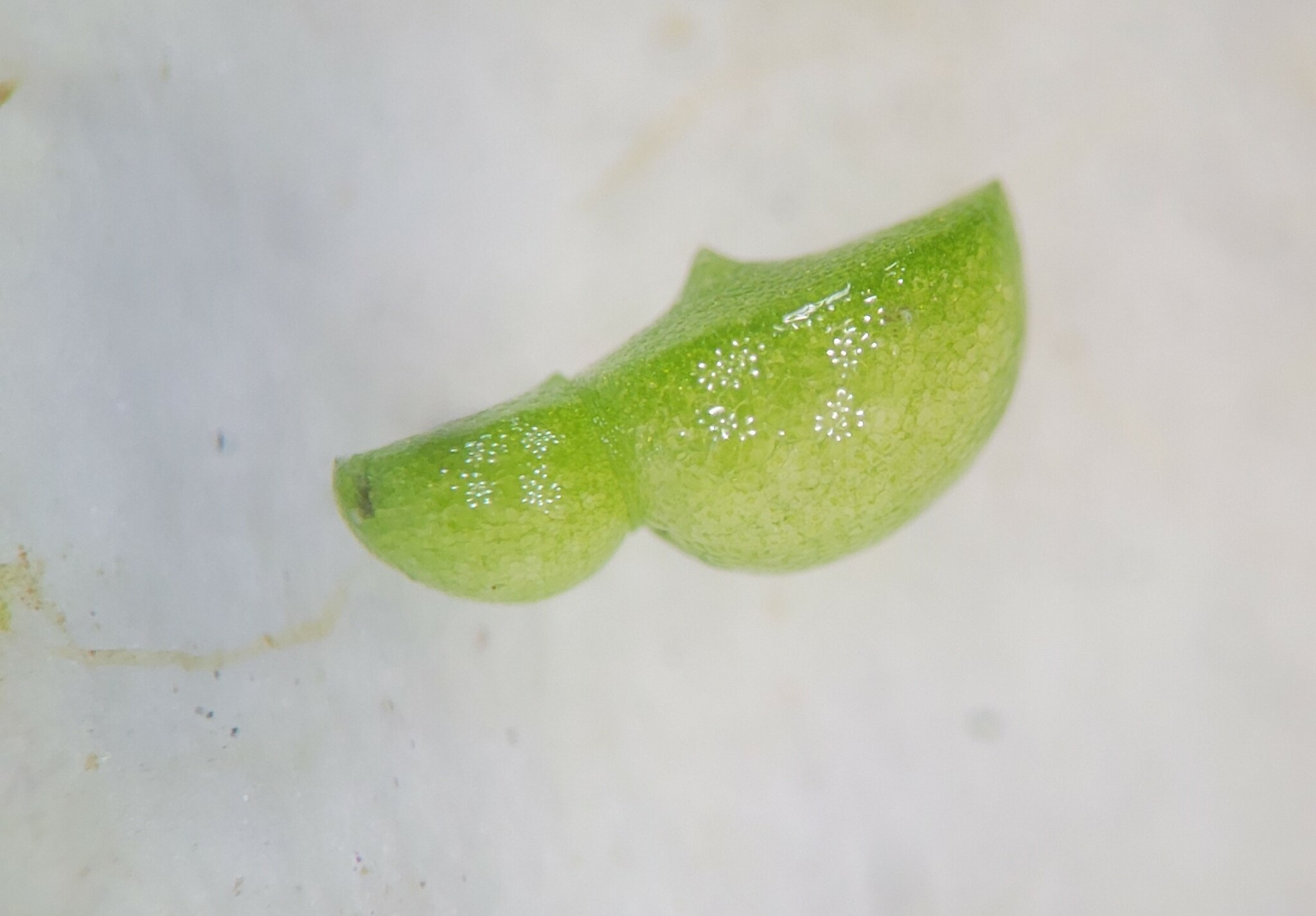 Wolffia brasiliensis