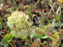 Bombus