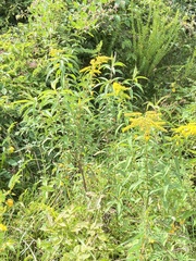 Solidago
