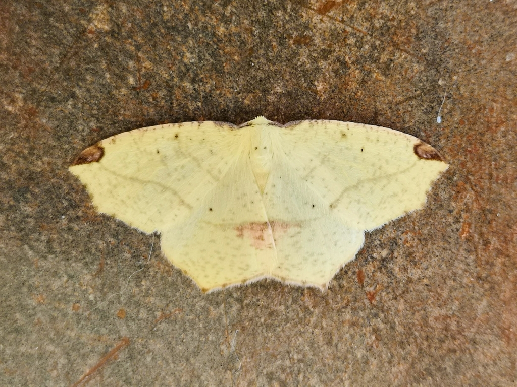 Epigynopteryx subspersa