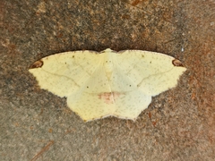 Epigynopteryx subspersa