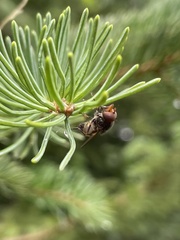 Rhingia nasica