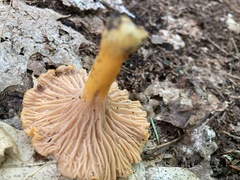 Craterellus ignicolor