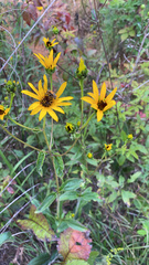 Heliopsis helianthoides