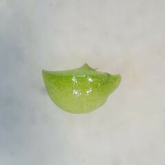 Wolffia brasiliensis