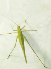 Phaneroptera falcata