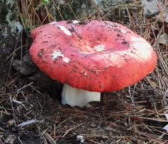 Russula