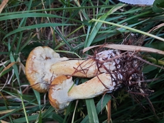 Suillus sibiricus