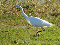 Ardea intermedia brachyrhyncha