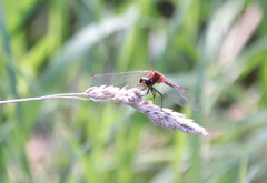 Sympetrum
