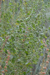Chaiturus marrubiastrum