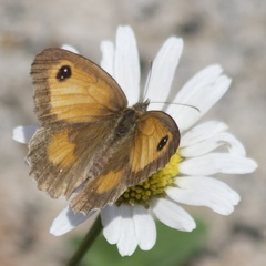 Pyronia tithonus