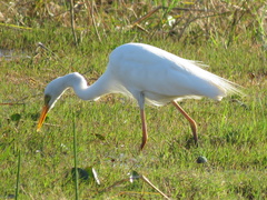 Ardea intermedia brachyrhyncha