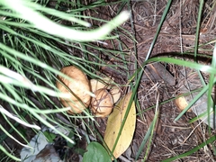 Suillus sibiricus