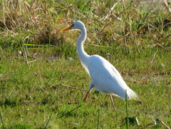 Ardea intermedia brachyrhyncha