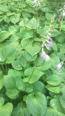 Hosta