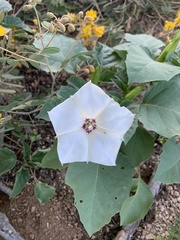 Datura discolor