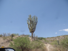 Carnegiea gigantea
