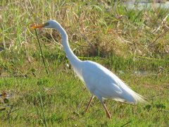 Ardea intermedia brachyrhyncha